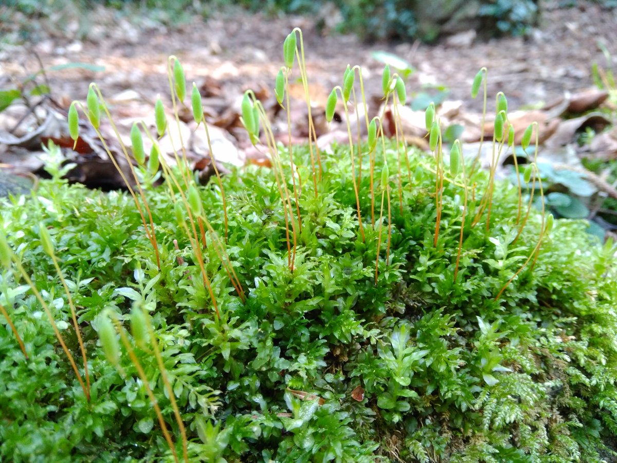Burriach's tweet photo. Nutrient availability plays an important role on plant reproduction. In our last study from #ProjecteFonts we found that phosphorus-rich bryophytes produce sporophytes more frequently! Thanks to @BritishEcolSoc for funding it!
https://t.co/hdRnUddJnb https://t.co/55nzg27HOj