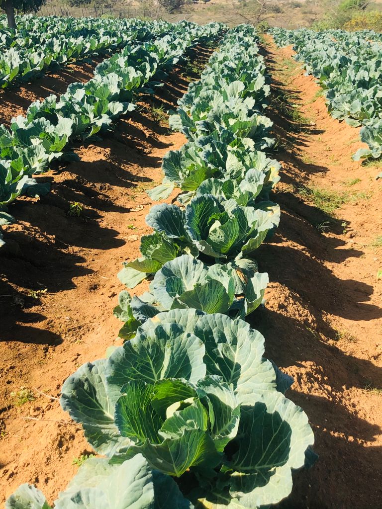BenicaTheFarmer's tweet photo. This what we have been doing for the past 55 days.
#55 days old Megaton starting to form Head.
#CabbageGrower
#PassionateFarmer
Mpumalanga is my Province, Bushbuckridge ke Gae.
#Ke NgwanaWaDiPlaseng
We farm despite all odds👨🌾
@dardlea_mpu
@MpumalangaGov
@BbrMunicipality https://t.co/S9IkQq67jP