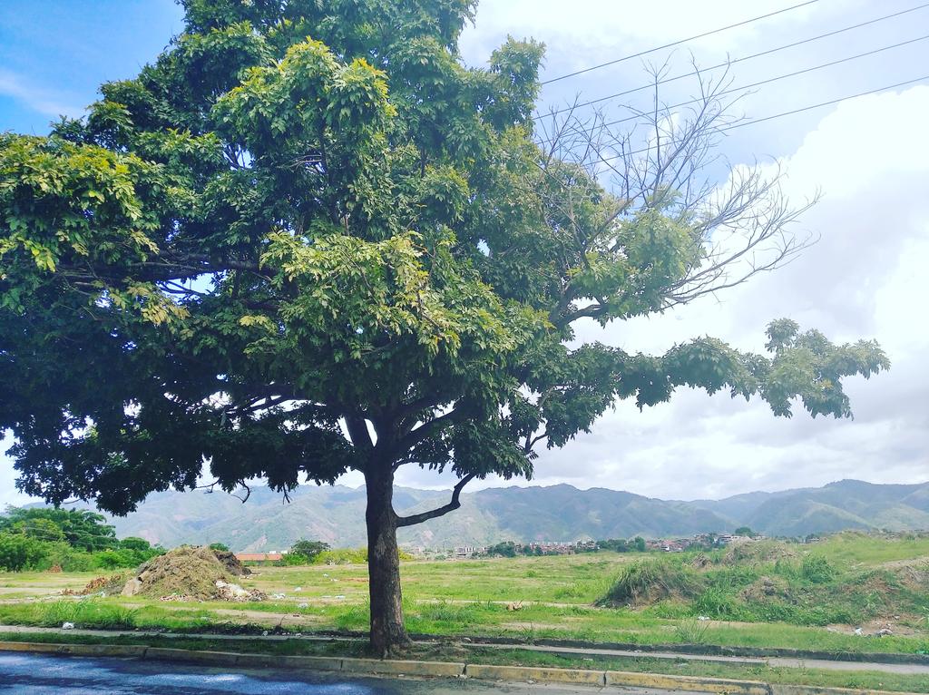 EBiosfera's tweet image. Editorial Biosfera siempre ha privilegiado el árbol como un valor, como un elemento natural digno de aprecio y de protección. Es un símbolo de la belleza de la naturaleza. 
Hoy es el día del árbol.
#Diadelarbol