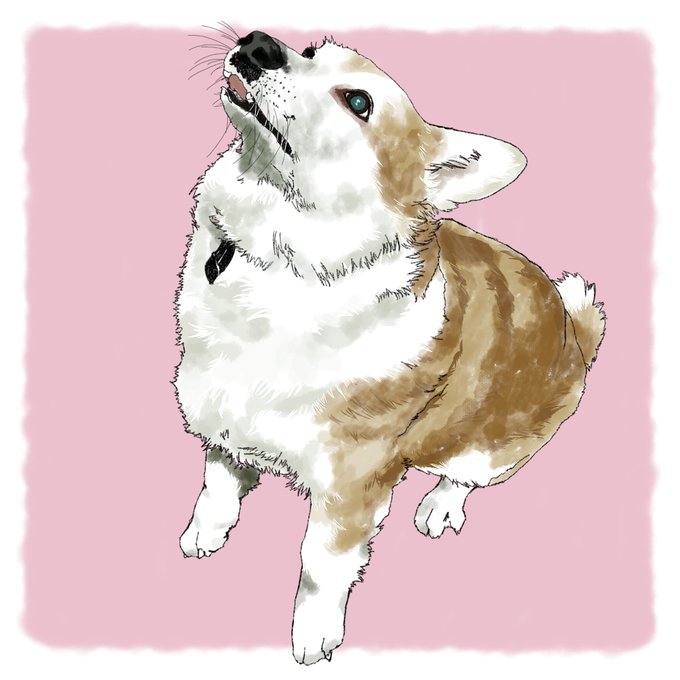 コーギー 高画質 のtwitterイラスト検索結果 古い順