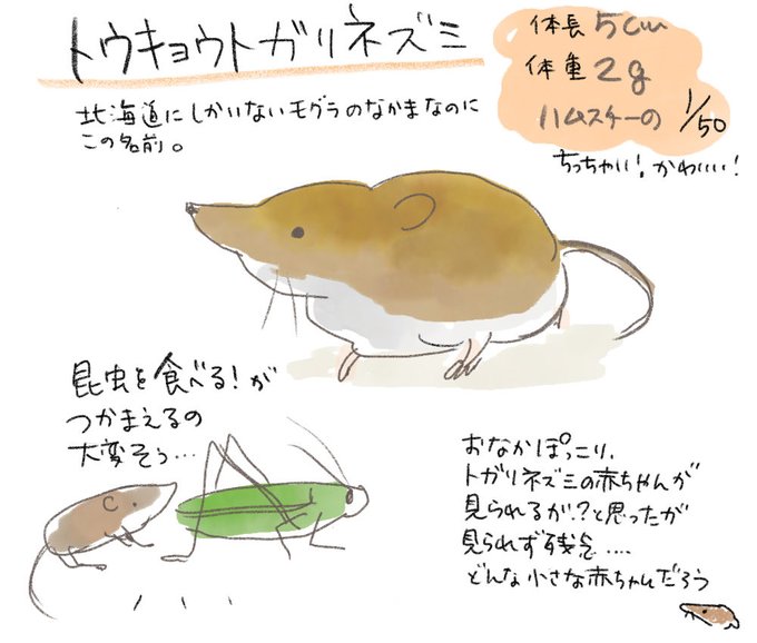 トウキョウトガリネズミのtwitterイラスト検索結果 トウキョウトガリネズミのtwitterイラスト検索結果