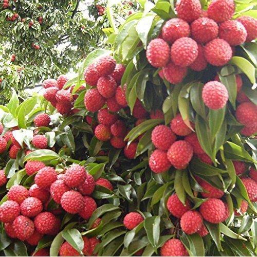 aaidarairport's tweet photo. Stepping up efforts under @MoCA_GoI  Krishi Udan scheme to embrace farmer's  sentiments, Darbhanga airport started to play a stellar role in realising  dreams of  Muzaffarpur's  famous litchi growers by facilitating  shipment to Mumbai, Consignment of 965 Kg.

@AAI_Official https://t.co/cmXqk0JsgS