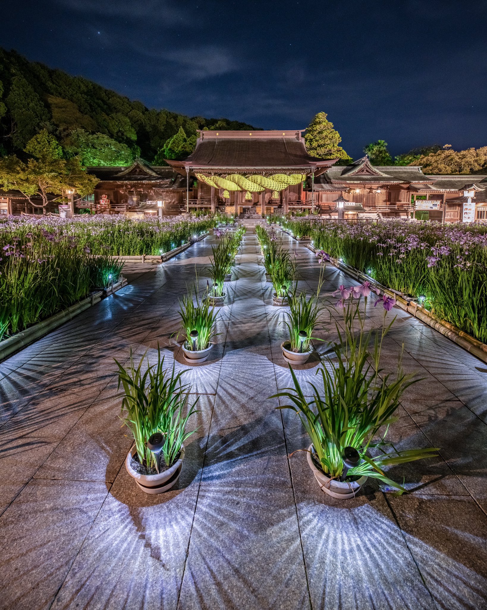 こまま 宮地嶽神社の菖蒲まつり 昨日からプロジェクションマッピングも開催されてるんだけど 綺麗すぎて最高でした 宮地嶽神社 菖蒲まつり 光の道 東京カメラ部 プロジェクションマッピング 菖蒲 福津 T Co Guihohozsg Twitter