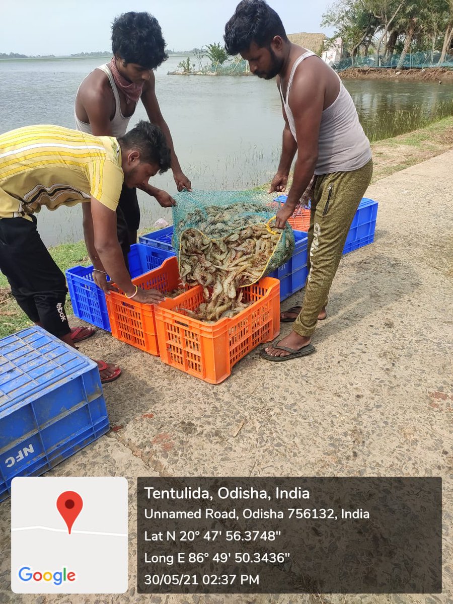 dfo_bhadrak's tweet photo. Harvesting of Shrimp at Charadia GP of Chandabali block of Bhadrak District. @DM_Bhadrak @OdishaFisheries @farddept https://t.co/Ij6ycW2g3H