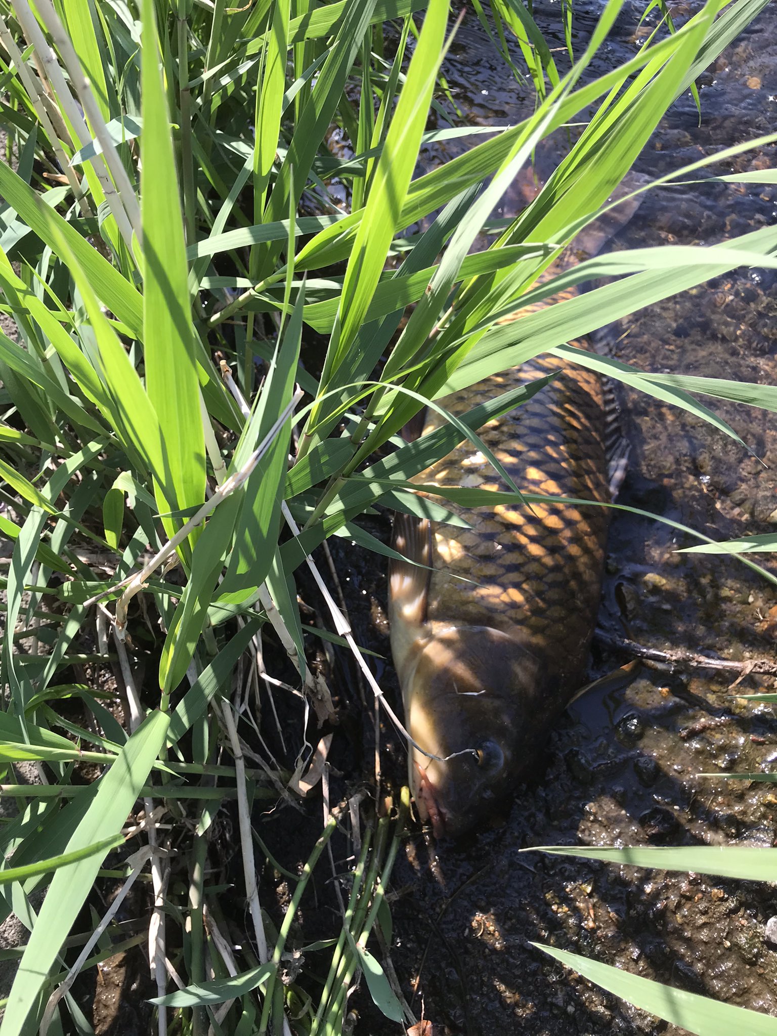 次男ですが何か Pa Twitter 小畔川 埼玉県 バス竿で鯉は刺激的なファイトが楽しめます ナイスな野鯉 ありがとう 鯉釣りの餌はパンが 最強と思っています あの吸い込む瞬間最高 鯉釣り 釣り T Co Zfuhjyw0nu Twitter