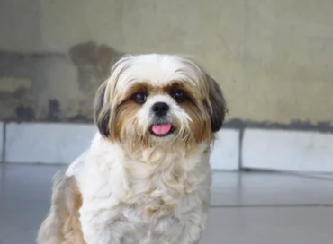 ilovedogworld's tweet photo. A Beautiful Shi Tzu Puppy.
#Shitzu #shitzulovers #shitzusofinstagram #shitzulove #shitzus #shitzugram #shitzulover #shitzudog https://t.co/Bsud8YX8R4