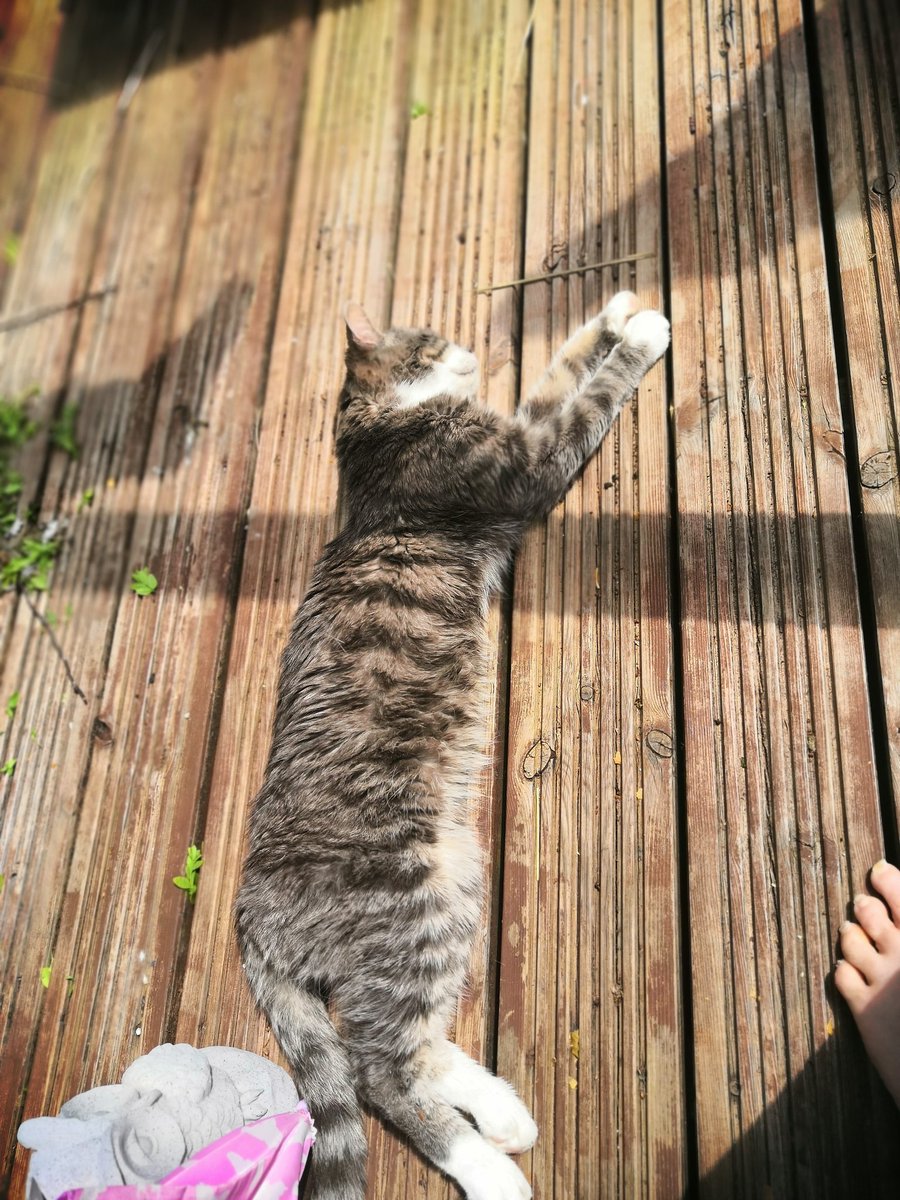 PericlesCat's tweet photo. Just sunbathing https://t.co/kzAUG2PUH4