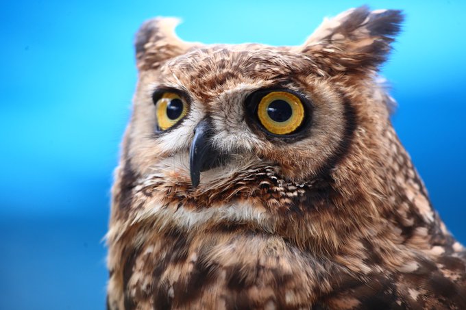 ミミズクのtwitterイラスト検索結果 古い順