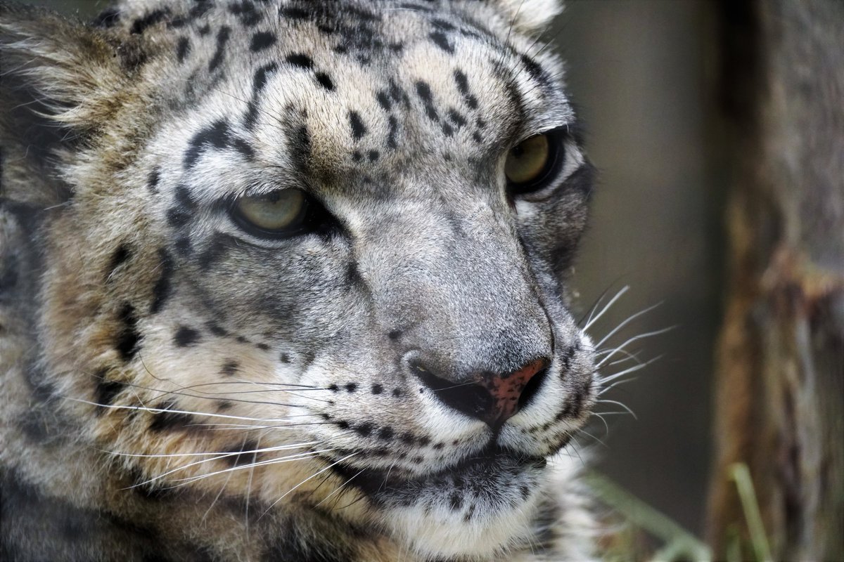 ヒョウはヒョウでも白いヒョウユキヒョウ Twitter Search