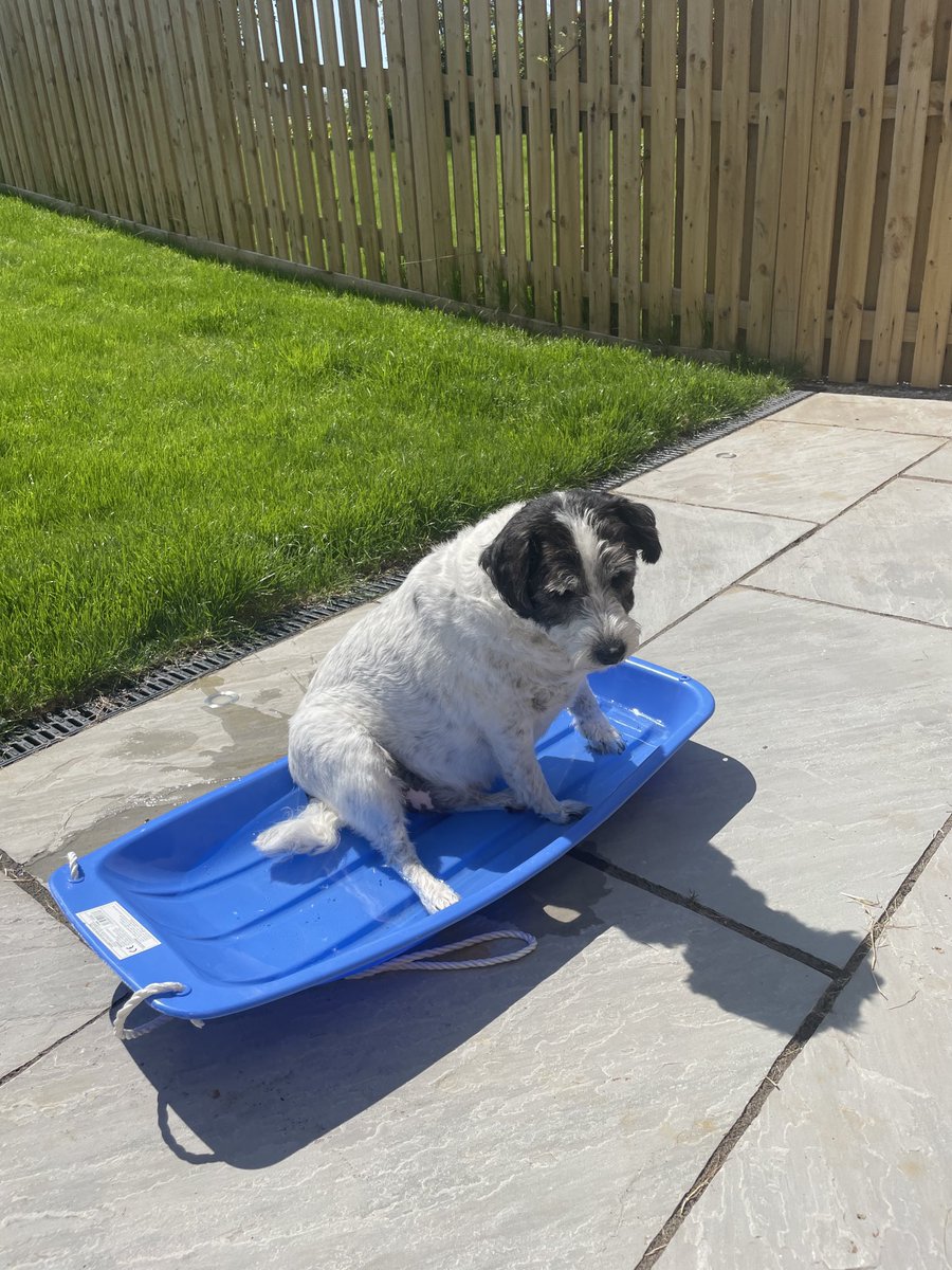 BarePostOffice's tweet photo. Lord Shadow of Bare ....our fierce resident guard dog taking an early afternoon dip....in his #sledge!! #shoplocal https://t.co/47GCCyJHFT