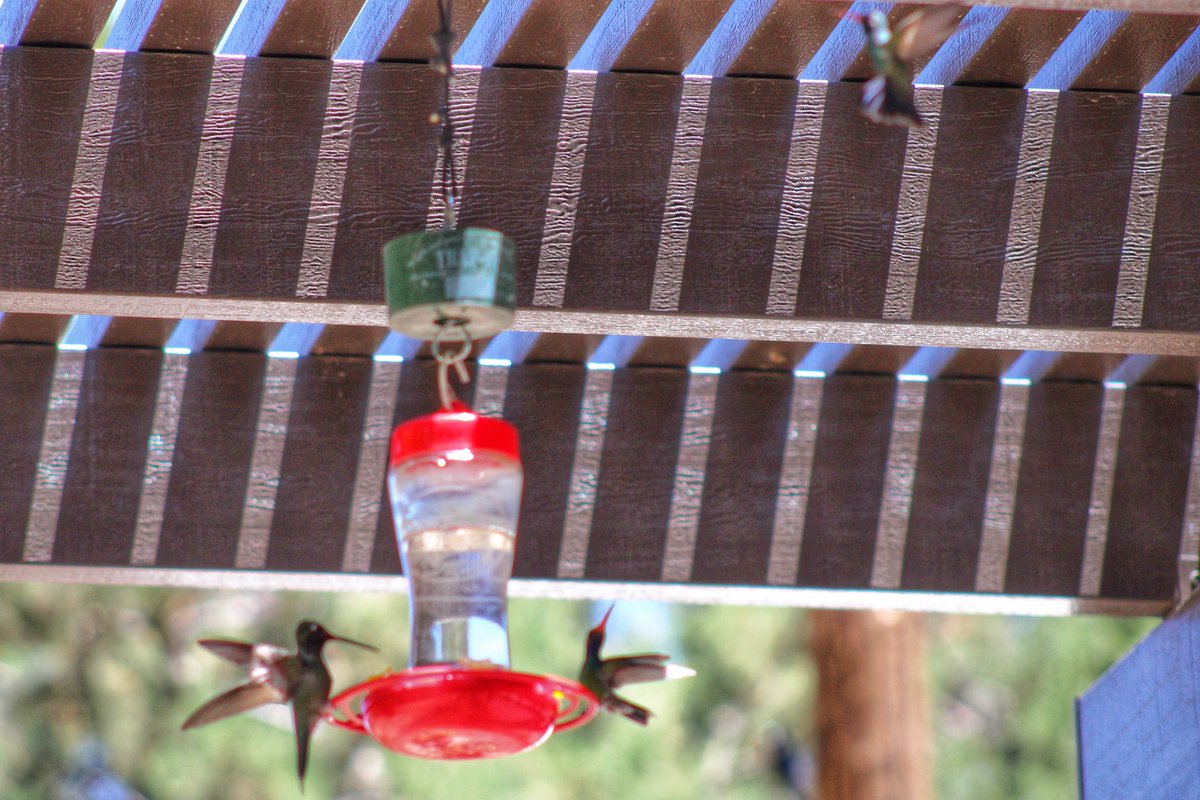 Hummingbirds! #ArizonaBirds #Rivolis #Broadbilled