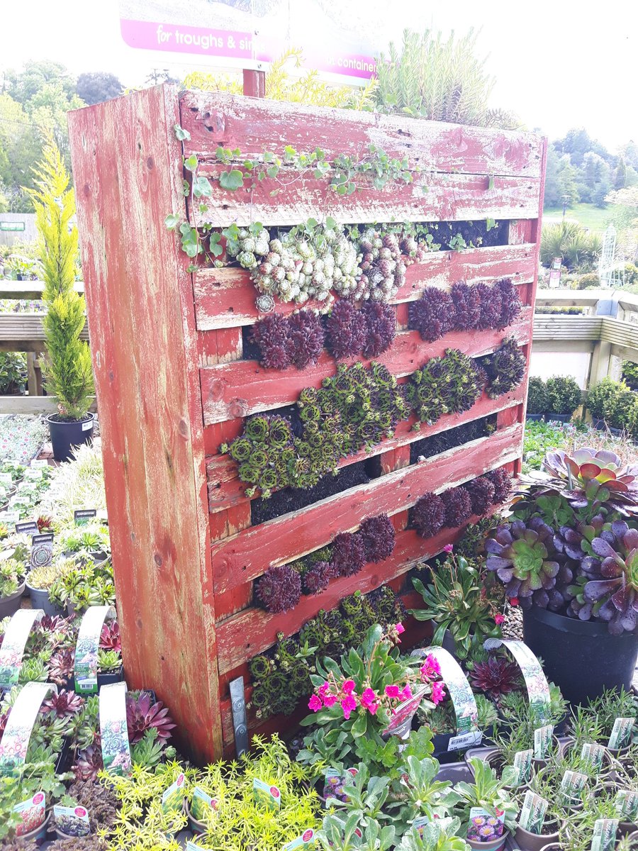 standing_green's tweet photo. Here's an interesting way to use an old pallet ! They're often used to make #compostheaps, but this is a bit more attractive ๐I spotted this at a local #GardenCentre. It's filled with sedums & sempervivums & makes an interesting alternative to a #greenroof ๐ค#weekend #gardening https://t.co/CyNwcajQj2