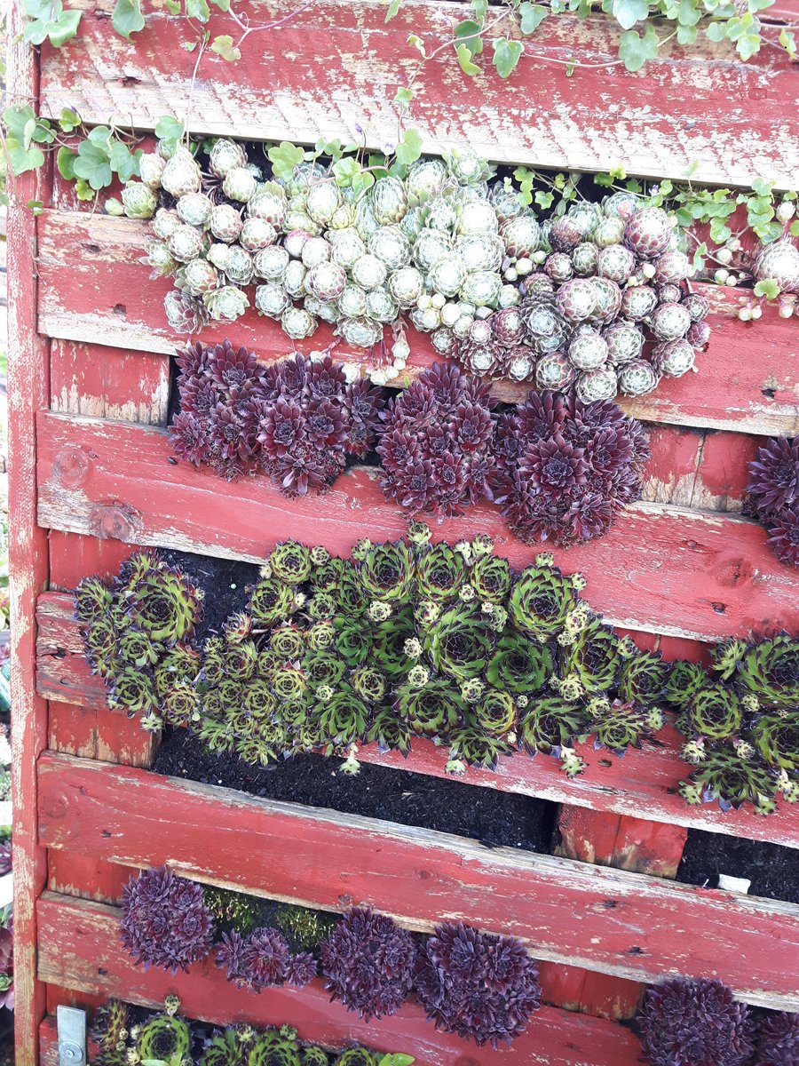standing_green's tweet photo. Here's an interesting way to use an old pallet ! They're often used to make #compostheaps, but this is a bit more attractive ๐I spotted this at a local #GardenCentre. It's filled with sedums & sempervivums & makes an interesting alternative to a #greenroof ๐ค#weekend #gardening https://t.co/CyNwcajQj2