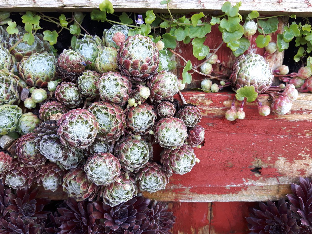 standing_green's tweet photo. Here's an interesting way to use an old pallet ! They're often used to make #compostheaps, but this is a bit more attractive ๐I spotted this at a local #GardenCentre. It's filled with sedums & sempervivums & makes an interesting alternative to a #greenroof ๐ค#weekend #gardening https://t.co/CyNwcajQj2