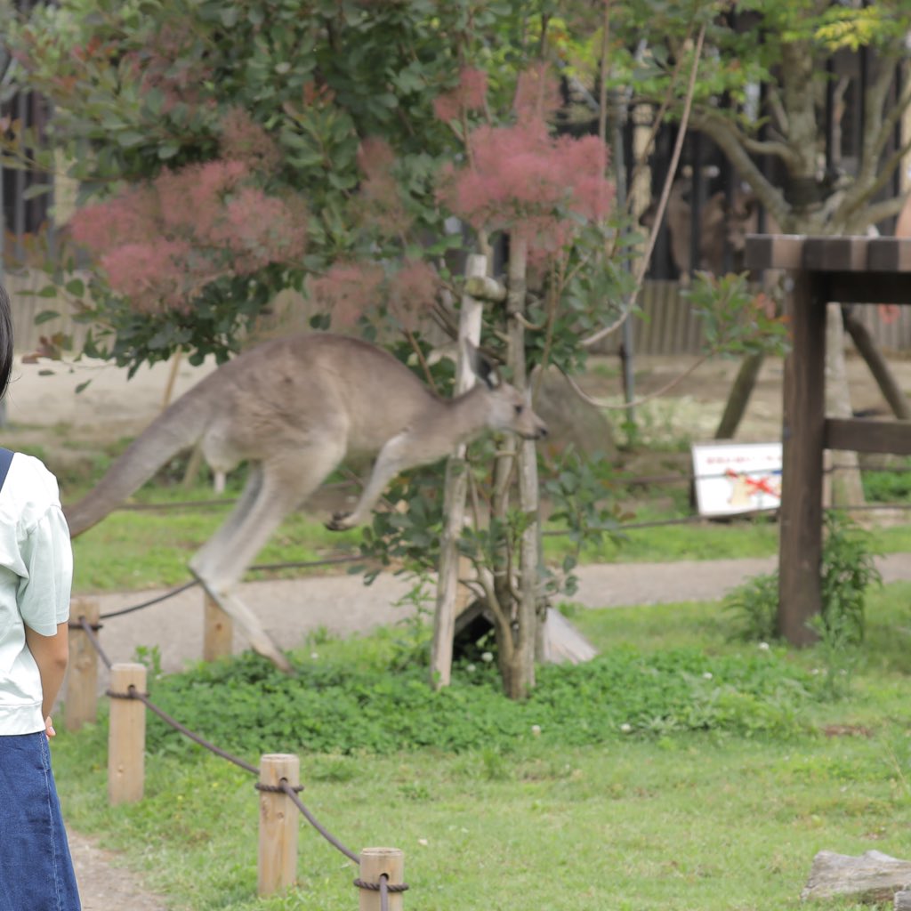 おーあ お口のチェック中 されるがままの信頼関係 かわいい 金沢動物園 オオカンガルー