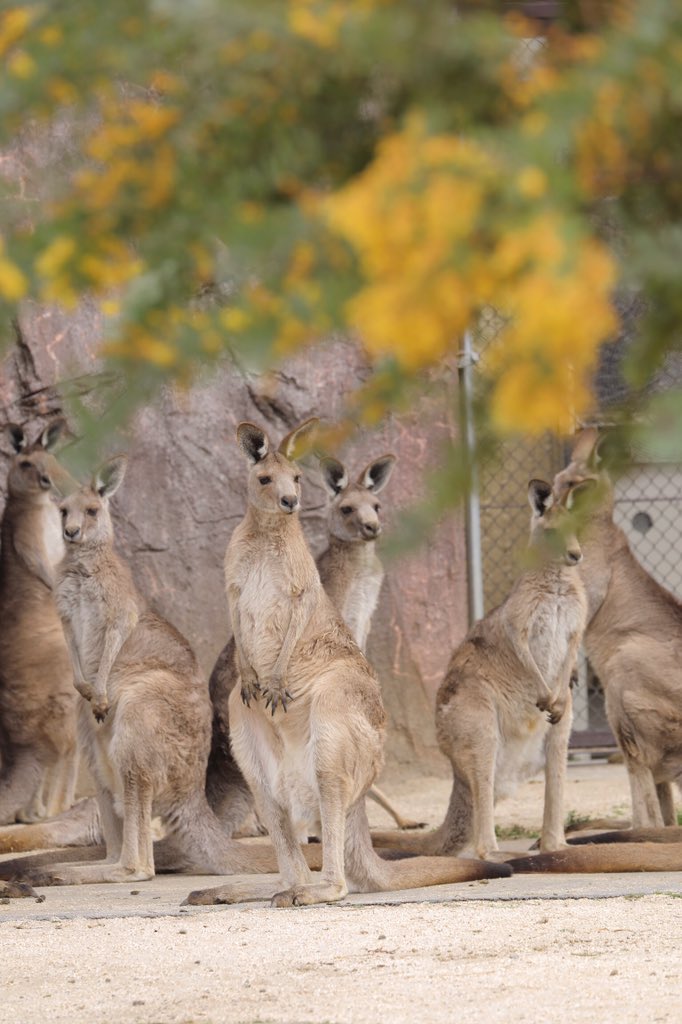 おーあ お口のチェック中 されるがままの信頼関係 かわいい 金沢動物園 オオカンガルー