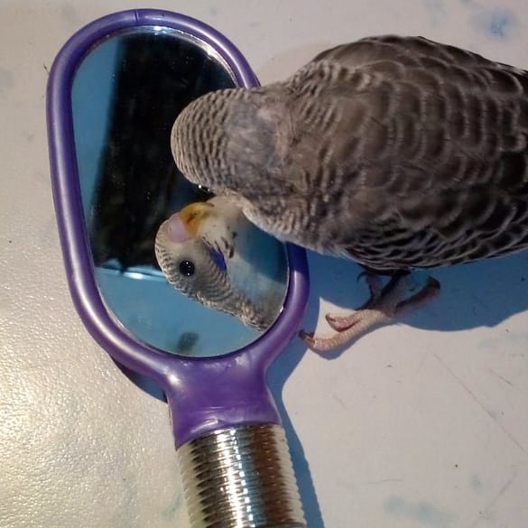 🥰blue when he was just 1 and half month old 💙 #birds #budgies #parrots  #nature