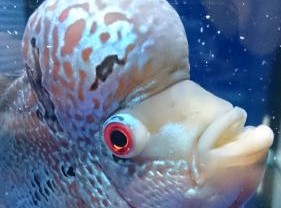 ﾌﾗﾜｰﾎｰﾝ