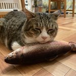 人間だったら嫌だけど？猫なら最高の生臭い枕!