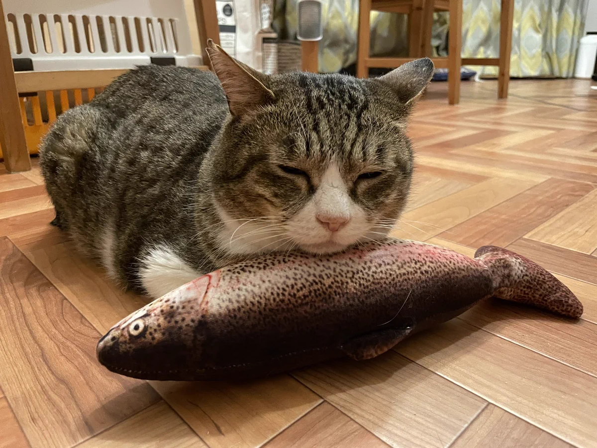 人間だったら嫌だけど？猫なら最高の生臭い枕www