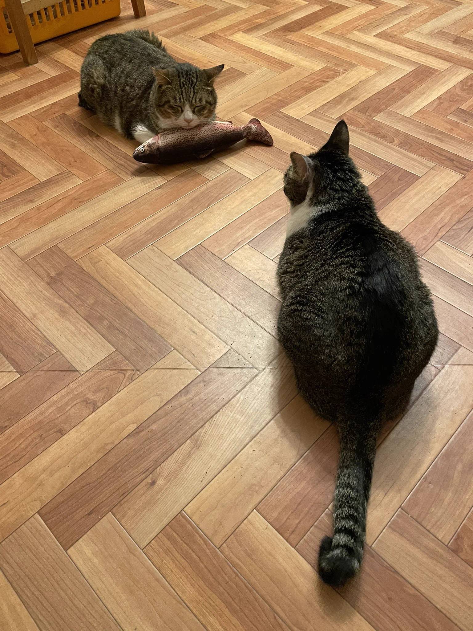 人間だったら嫌だけど？猫なら最高の生臭い枕www