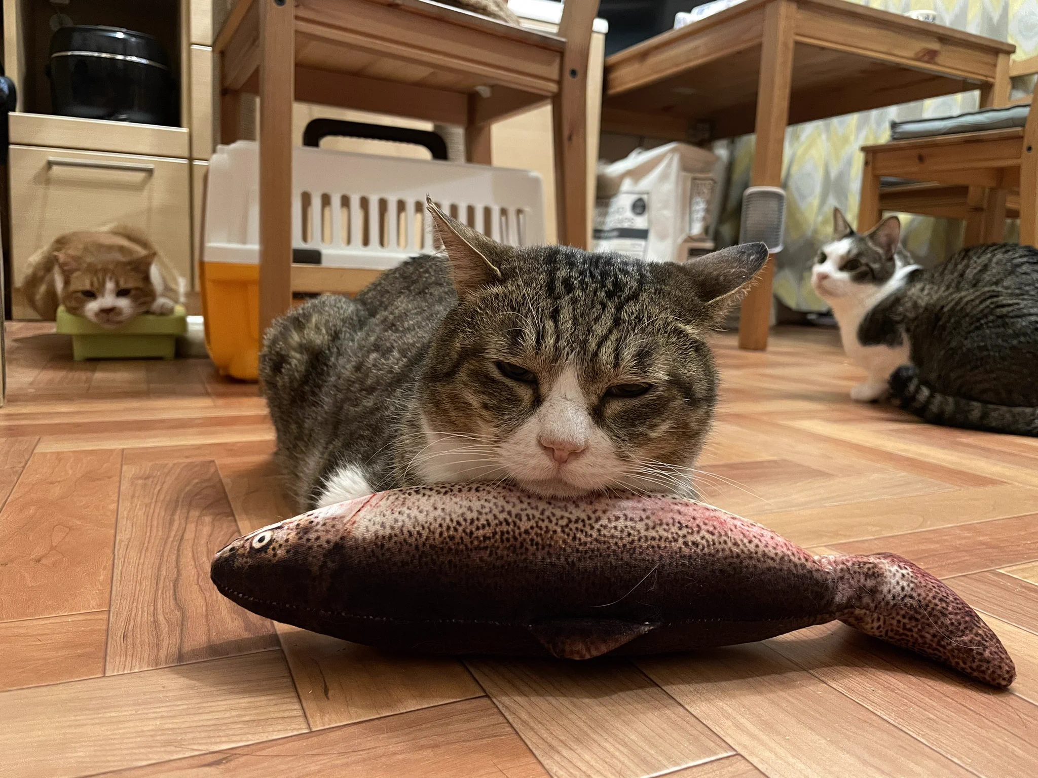 人間だったら嫌だけど？猫なら最高の生臭い枕www
