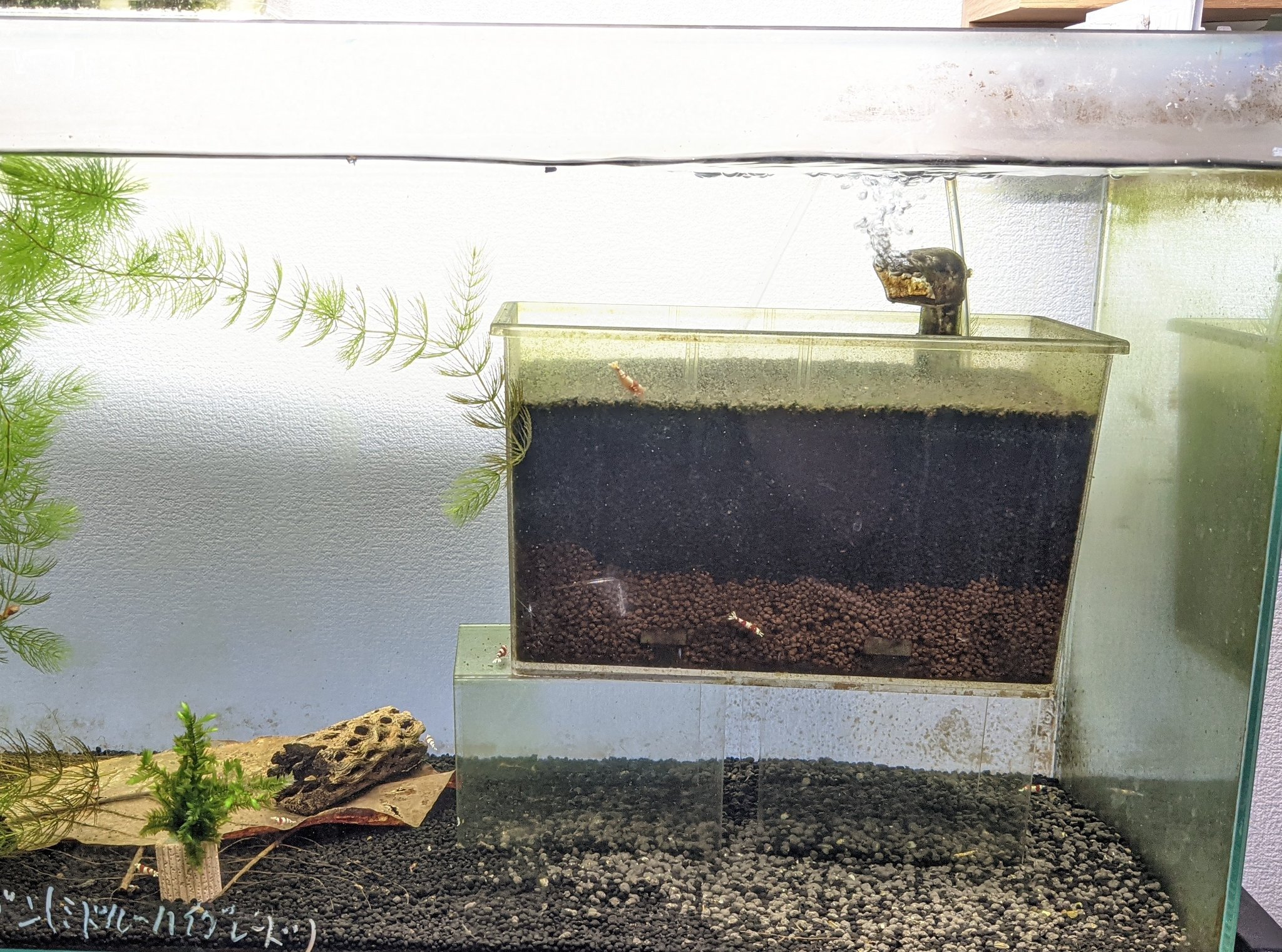 和み海老 プラケースの容量は5リットル程度 コトブキ底面のプレートがギリギリ入るサイズです 上部のソイル の栄養効果が切れてきたら 上部だけすくって新しいものに変えます 下のソイルはそのまま 一度30キューブにこちらのプラケースシステムを入れ
