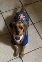 #Lost #Chicago #IL (West Montana Street #BelmontGardens) Oscar - Male Terrier Tan / Brown  Phone: (773) 355-1638 if seen or found. Shy/timid/fearful. Please do not call or chase Oscar; may cause Oscar to bolt or run in fear. #CookCounty 60639. #Missing 05-29-2021.  **Oscar w…