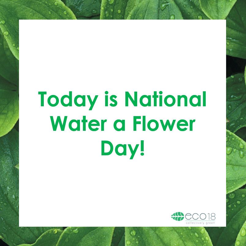 eco18dotcom's tweet photo. Today is National Water a Flower Day!  What’s your favorite type of flower? Tell us below!

#nationalwateraflowerday #wateryourflowers #flowerlove #flowerpower #flowerhealing #flowerhealingpower #dioscorides #lotusflower #lotustea #flowersoftheworld #eco18 https://t.co/tESvTmyRVm