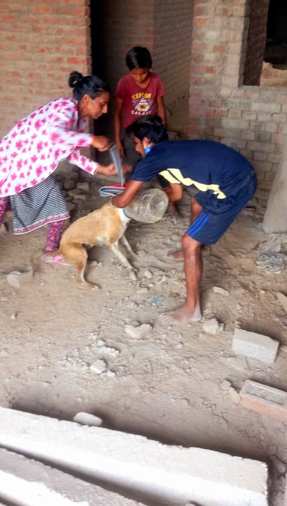 TheDogMother_'s tweet photo. Dog reported with head stuck in a box for days 💔
I rushed to rescue to find a very scared female doggo running here n there, trying to take it off 😕
After hours of rescue operation, we finally managed to take the box off.

The doggo is unhurt and safe ❤️

#RescueStory #BeKind https://t.co/P1IT6elvXY