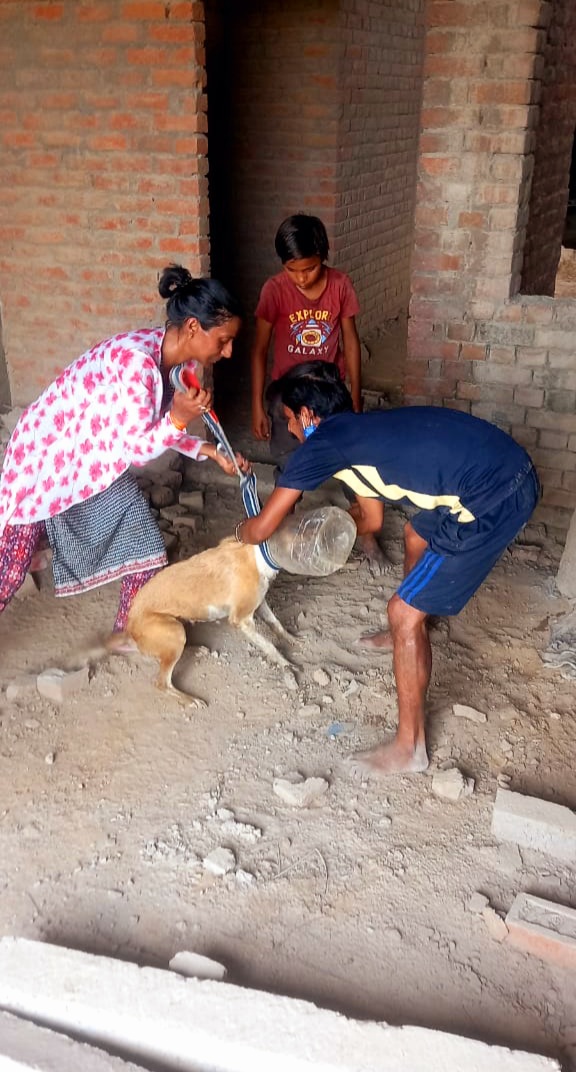TheDogMother_'s tweet photo. Dog reported with head stuck in a box for days 💔
I rushed to rescue to find a very scared female doggo running here n there, trying to take it off 😕
After hours of rescue operation, we finally managed to take the box off.

The doggo is unhurt and safe ❤️

#RescueStory #BeKind https://t.co/P1IT6elvXY