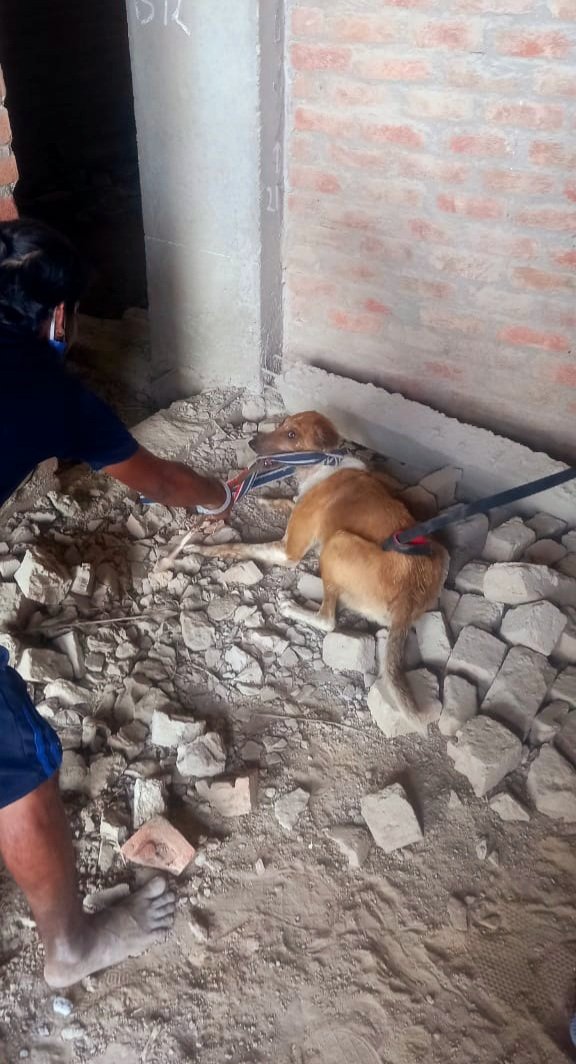 TheDogMother_'s tweet photo. Dog reported with head stuck in a box for days 💔
I rushed to rescue to find a very scared female doggo running here n there, trying to take it off 😕
After hours of rescue operation, we finally managed to take the box off.

The doggo is unhurt and safe ❤️

#RescueStory #BeKind https://t.co/P1IT6elvXY