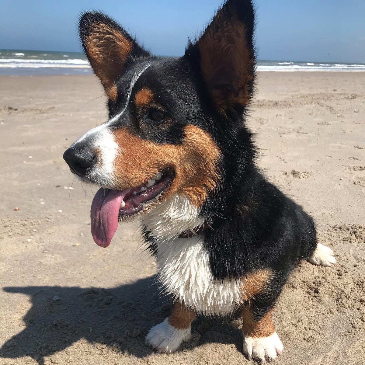 BabsLensen's tweet photo. Nice day at the #beach #CorgiCrew #corgi #dog https://t.co/KVZyPRuxWO