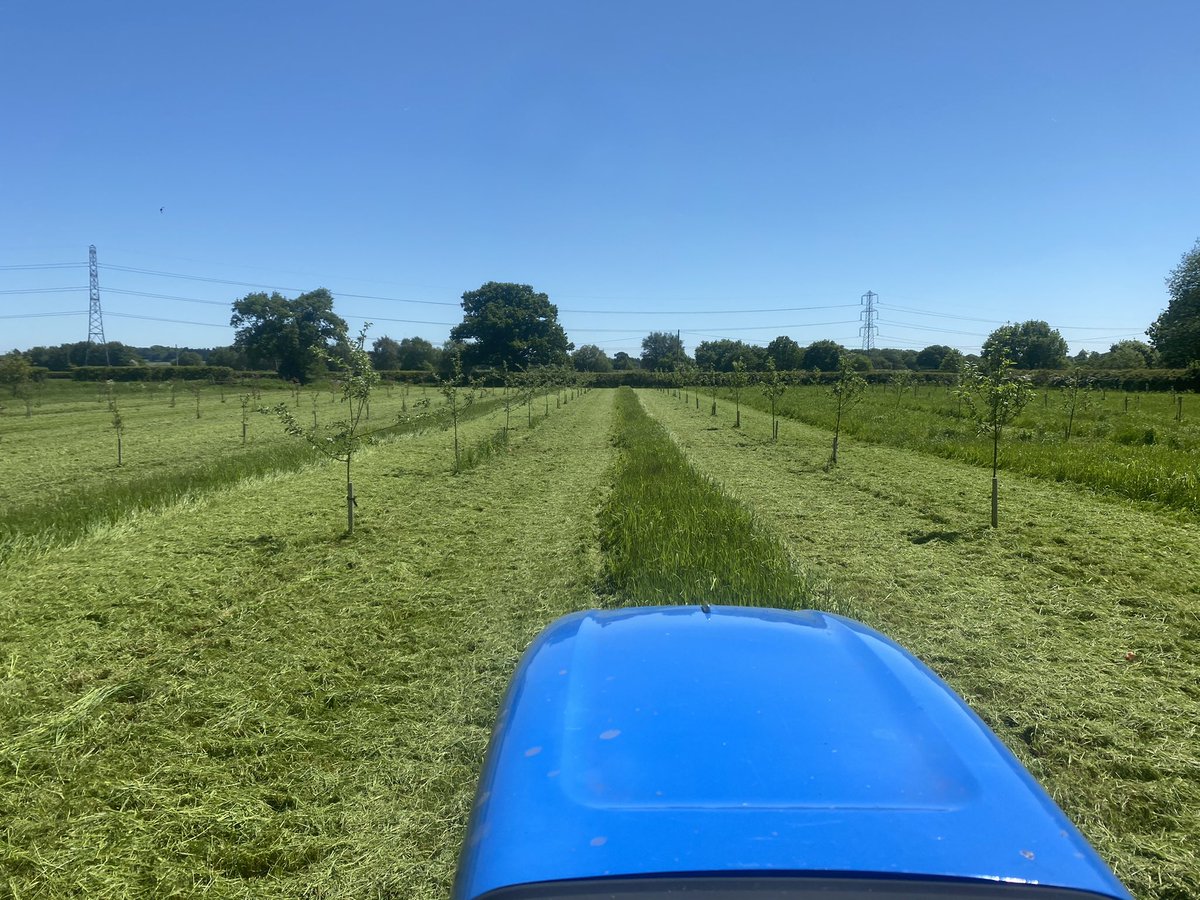 Another day another orchard to mow😎😎