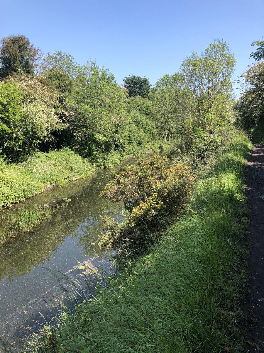 jdmccafferty's tweet photo. More views along the Royal Canal #Dublin earlier on today https://t.co/djKcI0kbkd