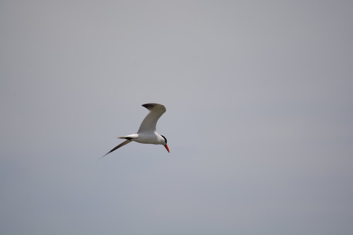 A little Tern from yesterday’s walk

#photography 
#birdphotography
#naturephotography