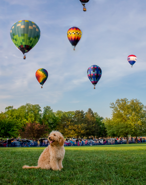 DogBowlFun's tweet photo. Another fun day of Dog Bowl and Balloons over Bavarian Inn is underway! Check out the schedule at https://t.co/TfwAkw6BYj https://t.co/iU4pLzFOcH