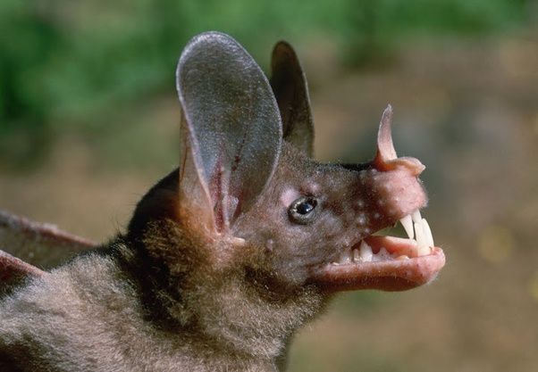 WeLoveBats's tweet photo. The Greater False Vampire Bat (Lyroderma lyra) isn't actually a vampire at all. They actually eat insects &amp; small birds, fish &amp; reptiles. Still, with a face like that, we can see how they used to be mistaken for their blood-sucking cousins. 8/10. #RatingBats https://t.co/etqkfEmxnE