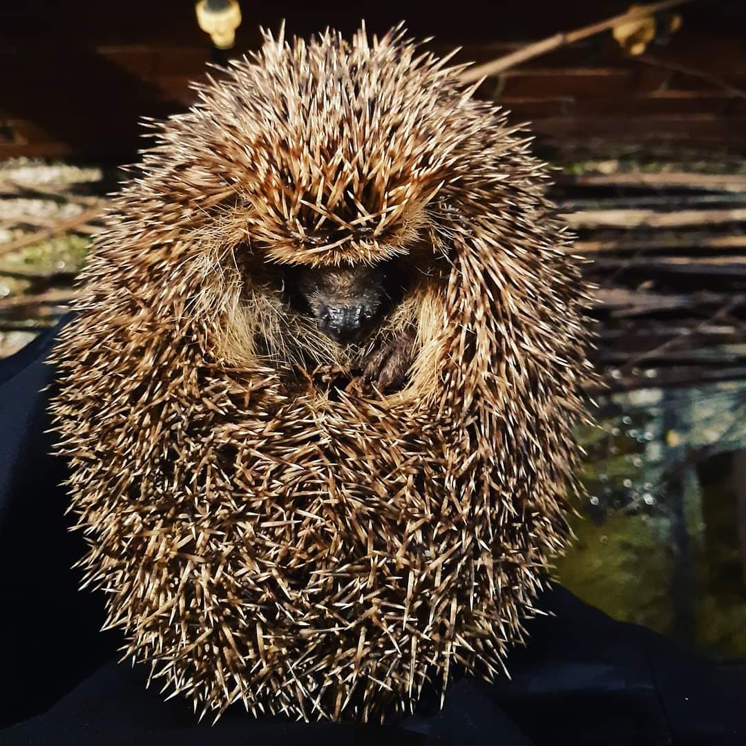 AcornHoggery's tweet photo. Me: Guy!  Wake up!  Time for us to spend quality time together!

Guy: Nope

Me: Jonathan is mowing the hoggery.  I'm taking you with me to keep you safe from the whirling blades!

Guy: Okay... but no cuddles.

#hedgehog #hedgehogs #AcornHoggery https://t.co/EAxgI2rcZX