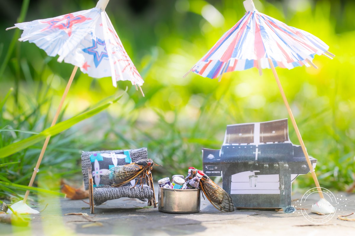 OxanaWare's tweet photo. Brood X cicadas are having a Memorial Day cookout, despite subzero temps! #MemorialDay2021 #MemorialDayWeekend #MemorialDayWeekend2021 #cicadas #CicadaWatch2021 #cicada #broodx https://t.co/m2SreL2Jas