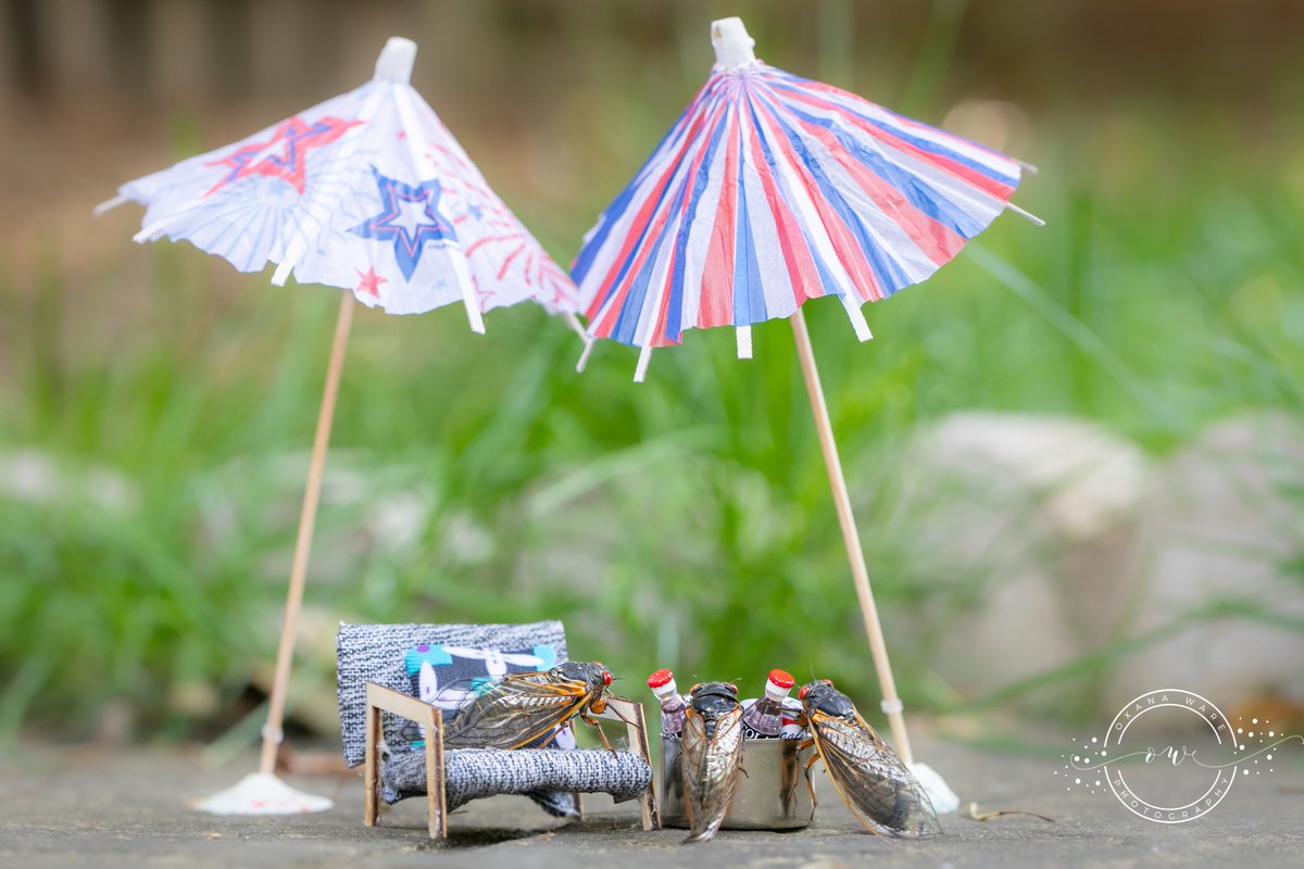 OxanaWare's tweet photo. Brood X cicadas are having a Memorial Day cookout, despite subzero temps! #MemorialDay2021 #MemorialDayWeekend #MemorialDayWeekend2021 #cicadas #CicadaWatch2021 #cicada #broodx https://t.co/m2SreL2Jas