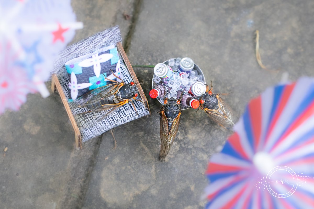OxanaWare's tweet photo. Brood X cicadas are having a Memorial Day cookout, despite subzero temps! #MemorialDay2021 #MemorialDayWeekend #MemorialDayWeekend2021 #cicadas #CicadaWatch2021 #cicada #broodx https://t.co/m2SreL2Jas
