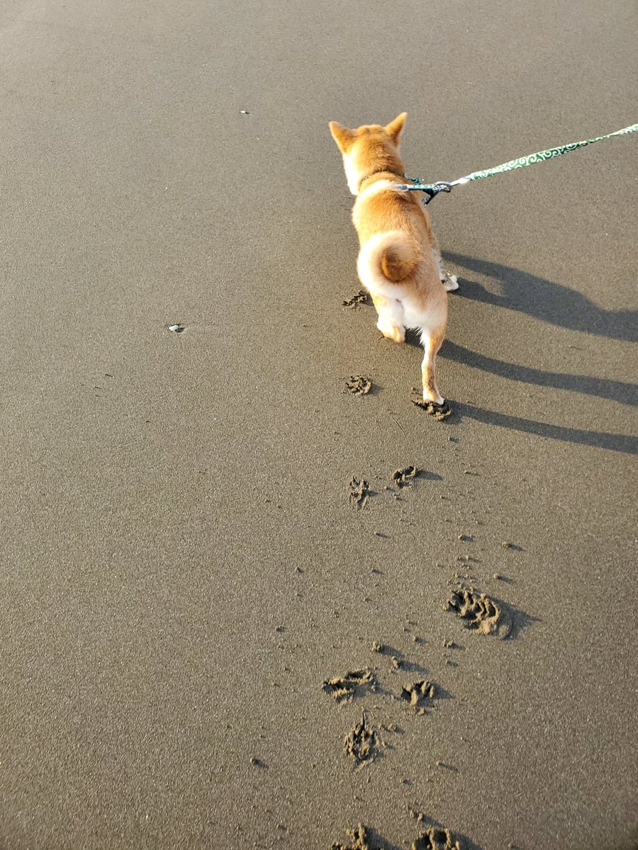 砂浜に刻まれる足跡にキュン 豆柴さんの肉球スタンプが話題 わんちゃんホンポ