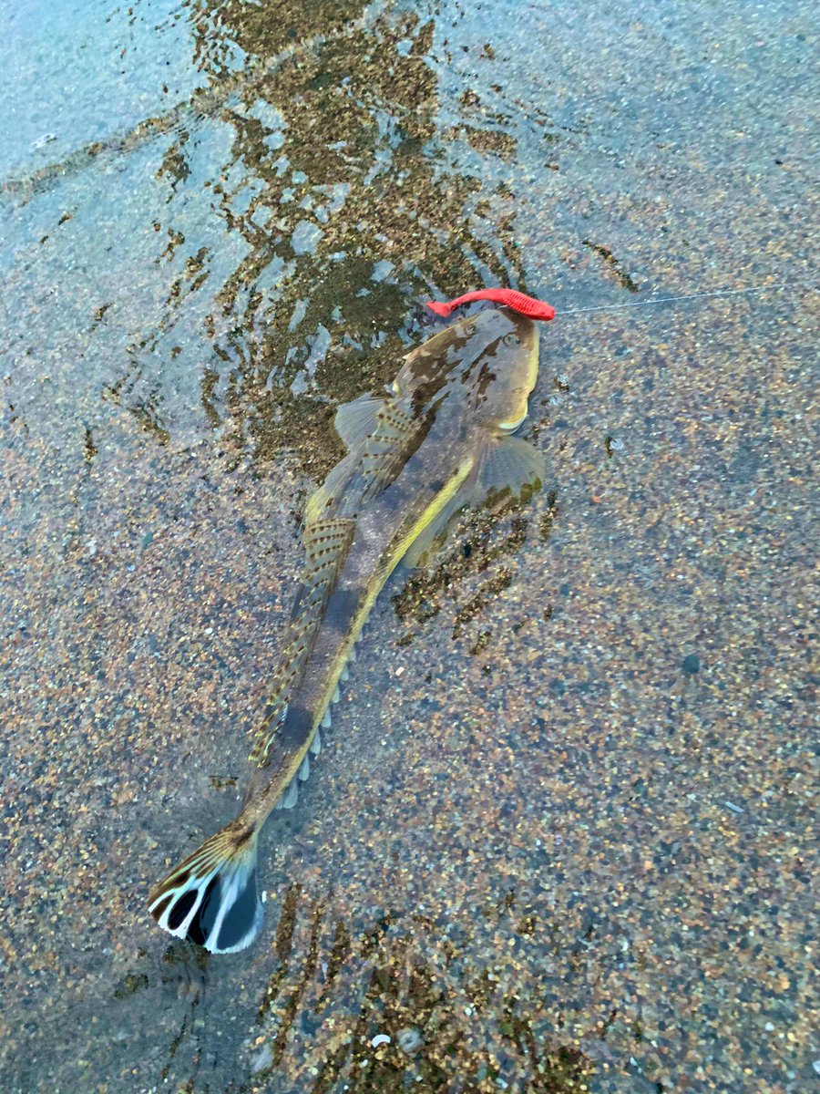 fish_kumagai's tweet photo. 最近寝ずに釣りしていた為、8時過ぎからロックへ🎣
ボトムをなぞるように通してくると海藻に引っかかったので、3回程シャクって外すとゴンっと気持ちいいバイト!
今週も50upでました!(でもバイトはこれだけです😵)
目が死んでるのは寝てないからです笑
#APIA #アピア #ddextend #95mhx https://t.co/js8gkzWkhE