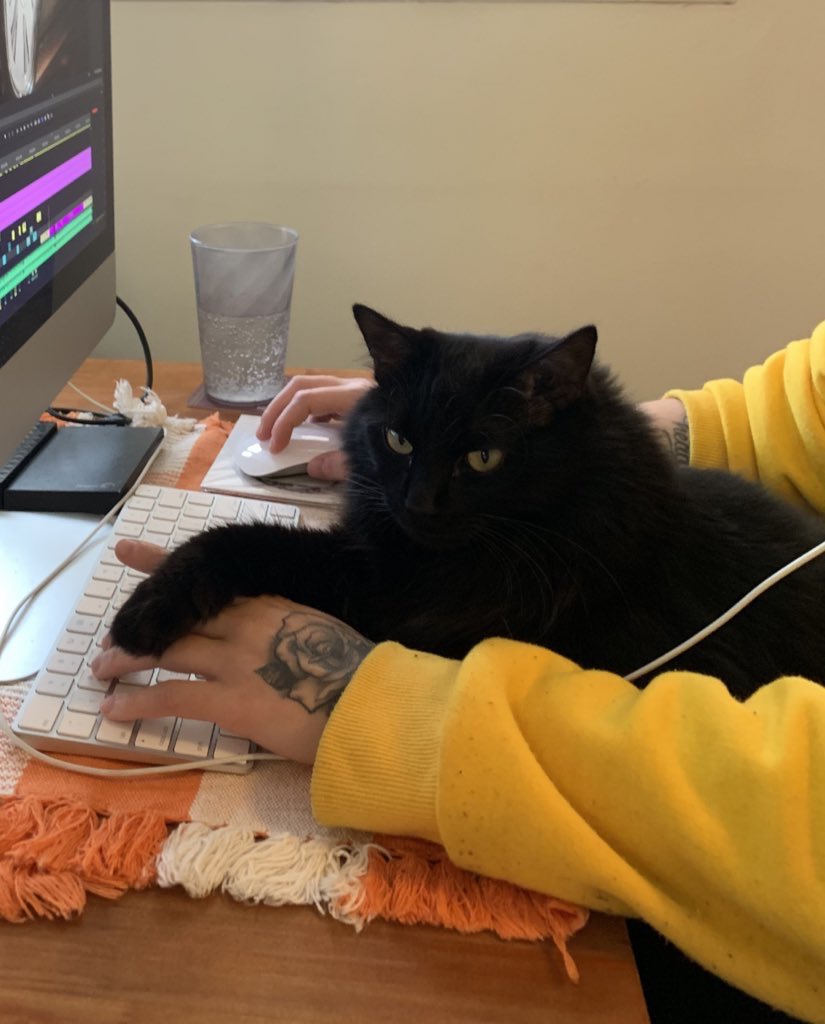 0xElektra's tweet image. Meu gato trabalhando em seu próprio projeto! #myassistant #NFTCommunity