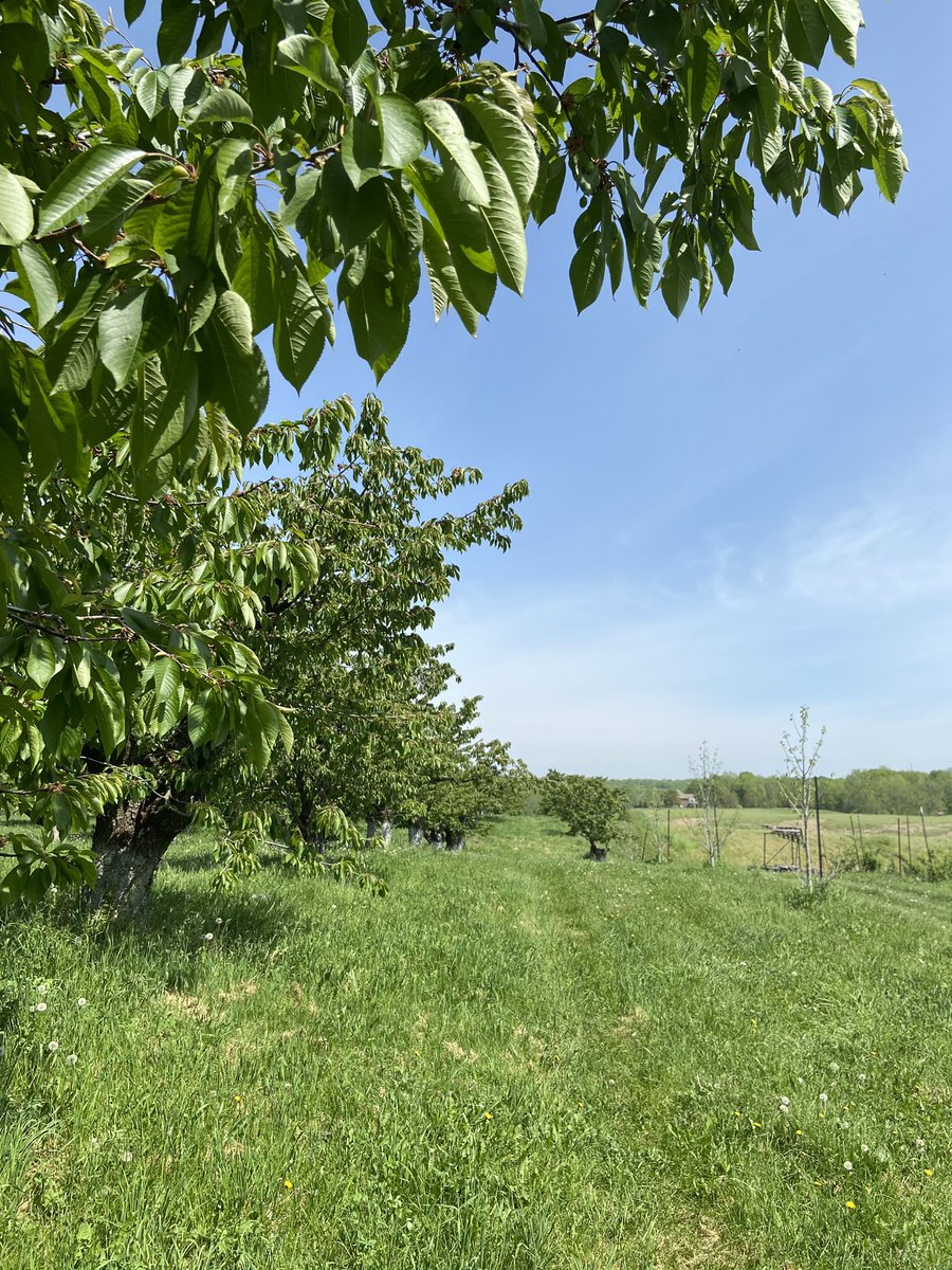 MathiasFarms1's tweet photo. ☀️ 

#sunnysunday #mathiasfarms #niagara #niagarafarm #fonthill #pelham #cherryorchard #countdowntocherryseason #mathiasfarmscherryseason2021 https://t.co/cZatL8RVfZ