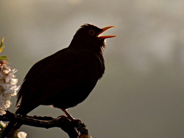HaggardHawks's tweet photo. The word JARGON originally referred to birdsong. Because it’s effectively unintelligible to human ears, it came to be used of any impenetrable language or writing. https://t.co/l89H3Hi8WA