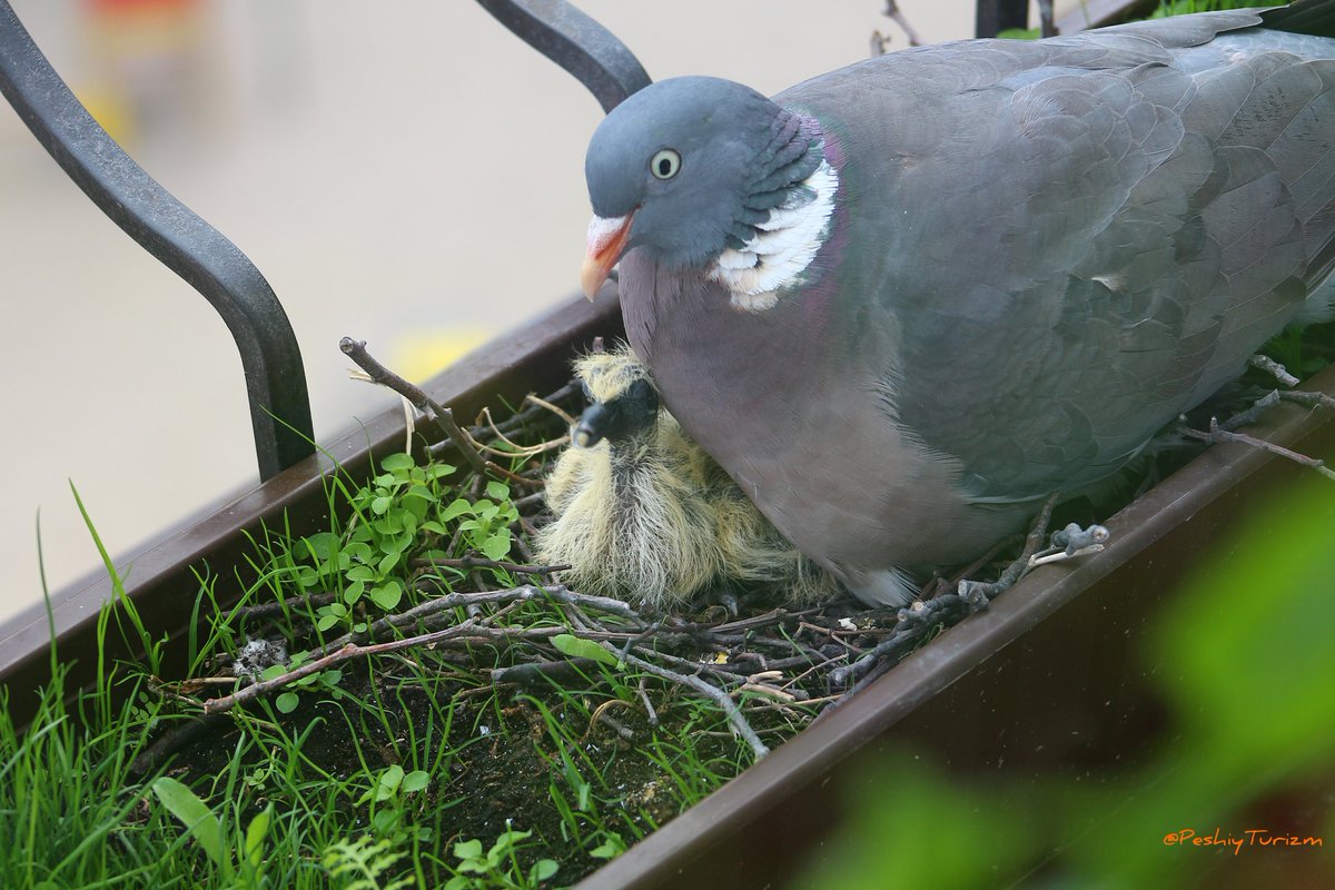 PeshiyTurizm's tweet image. Птенцы у вяхирей вылупляются через 15-18 дней. Наши вылупились на 16-ый
#Hiking #adventures #adventurespirit #nature #wild #wildnature #wildlifenature #природа #дикаяприрода #instadaily #photooftheday #picture #photo  #птицы #birds #голубь #columba #вяхирь #columbapalumbus #dove