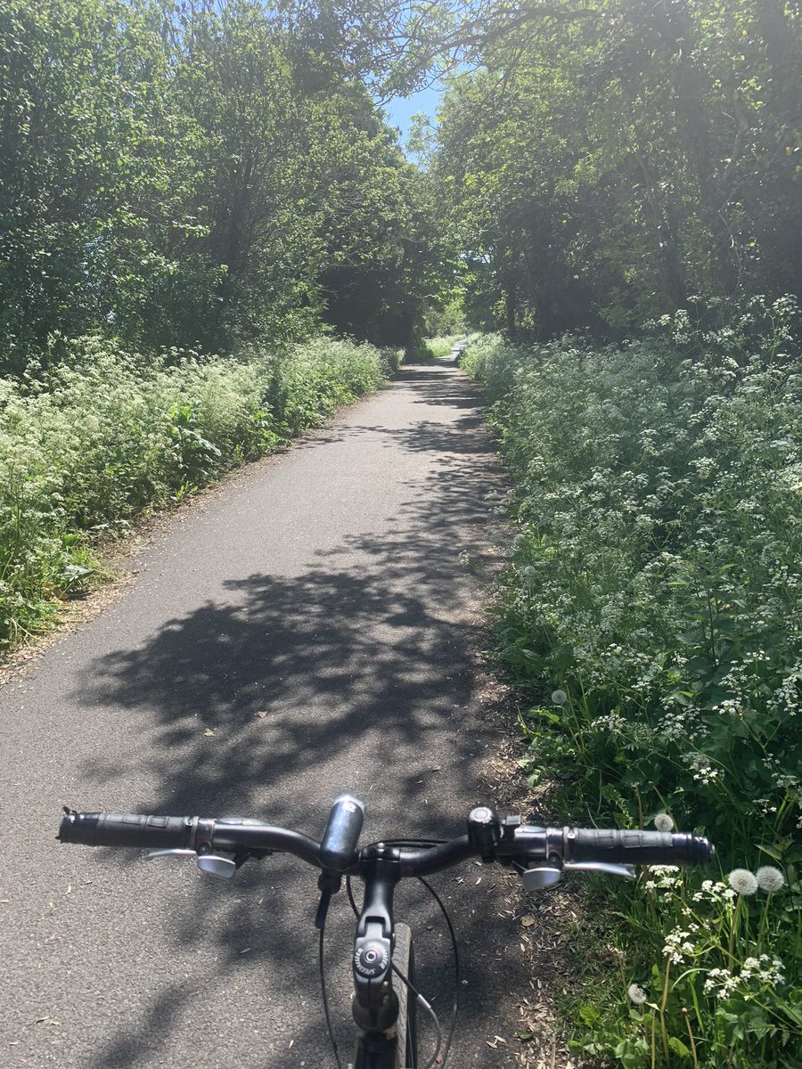 NealRey's tweet image. ##WBBR2021 Queen Anne's Lace Corridor looking beautiful on the @combergreenway NCN99 today