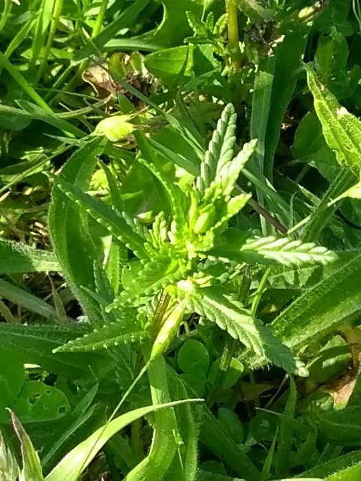 I found some yellowrattle growing in one of our fields a couple of years ago, after it flowered I collected some seed heads and collected seeds from them. I sprinkled these seeds in the patch of lawn we have. They grew! So happy. #yellowrattle #meadows